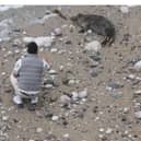 man filmed throwing stones at seal on beach 