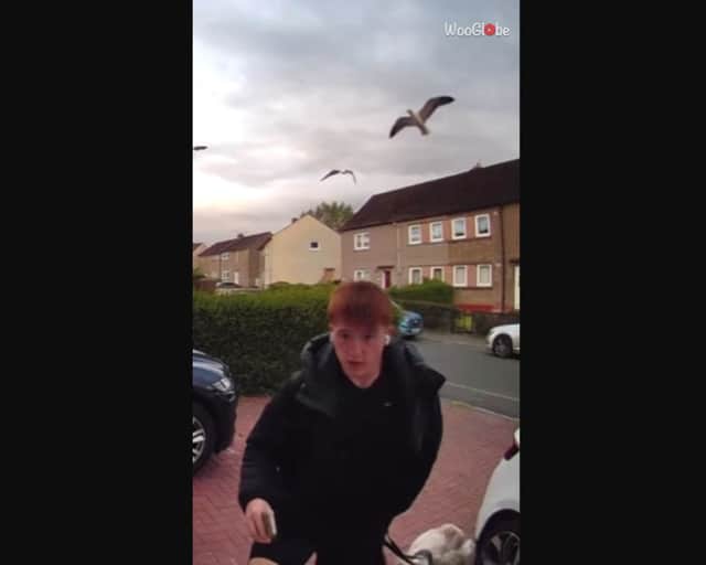 Boy attacked by aggressive seagulls