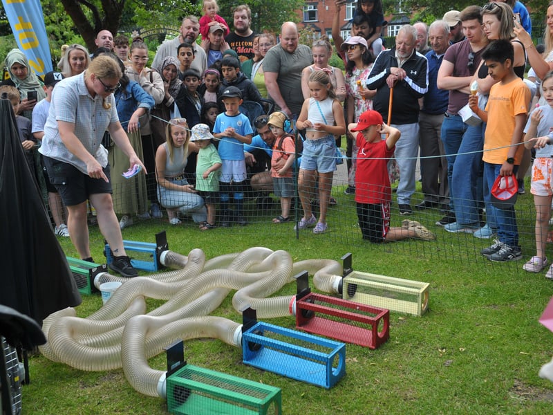 Plenty of interest in the ferret racing.