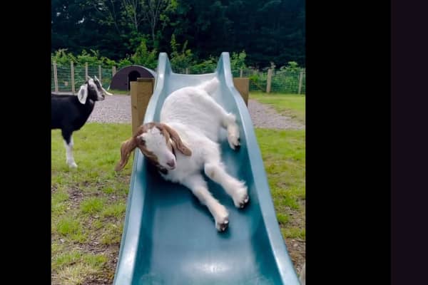 Goats play on a slide at Manorafon Farm Park