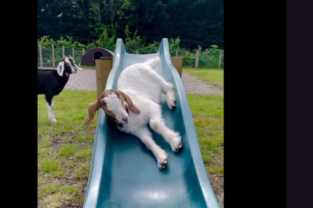 Goats play on a slide at Manorafon Farm Park