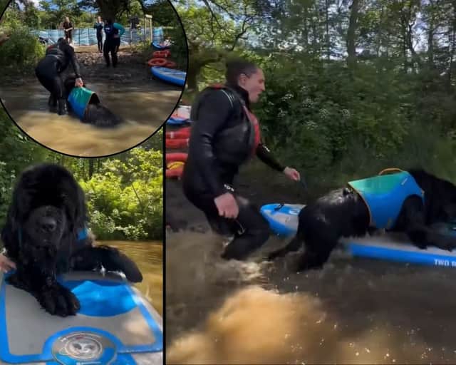 Hobie the paddleboarding dog loves being in the water so much he just REFUSES to get out! Pictured at Wyresdale Park in Scorton, Lancs.