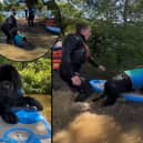 Hobie the paddleboarding dog loves being in the water so much he just REFUSES to get out! 
