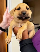 Clouds the puppy with a swollen face after being stung by a hornet. 
