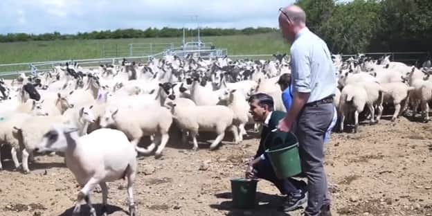 Flock of sheep run away from Rishi Sunak in North Devon.