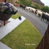 A herd of 45 cows escaped to explore the streets of Ripon. 
