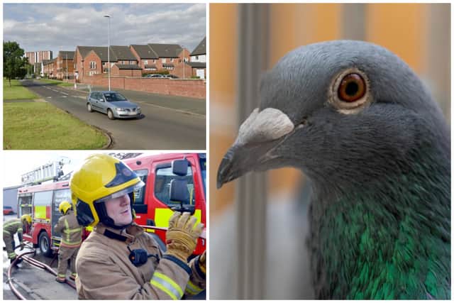 Sixty pigeons died in the blaze that spread to a loft on Oak Tree Drive in Gipton. (pics by National World / Google Maps)