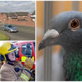 Sixty pigeons died in the blaze that spread to a loft on Oak Tree Drive in Gipton. (pics by National World / Google Maps)