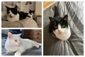 Cat Action Trust Leeds is entirely volunteer led and currently looks after up to 180 cats and kittens.