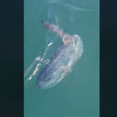 Rare tropical sunfish spotted off Yorkshire coast