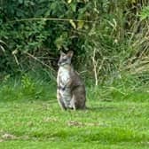 The wallaby spotted at Oakmere Golf Club, Nottinghamshire.  