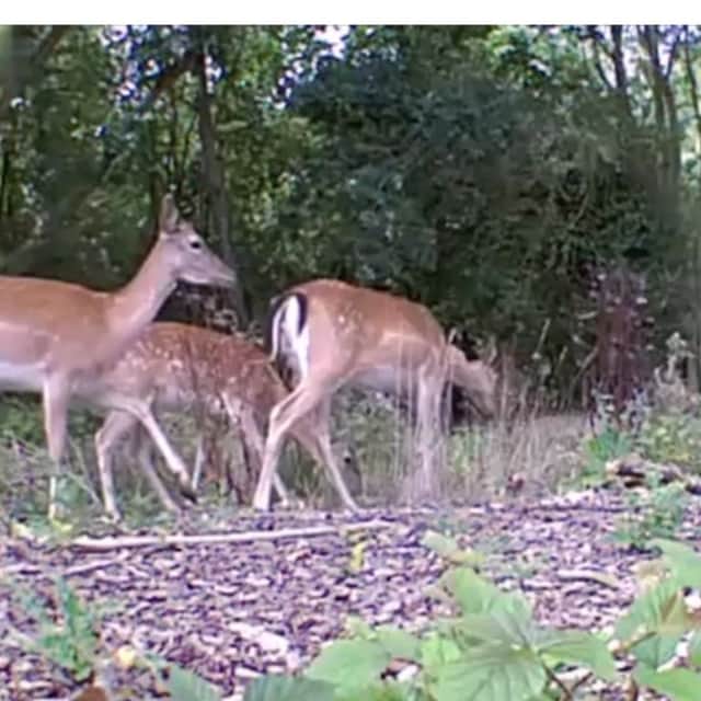 Caught on CCTV: Herd of deer trespass on railway line