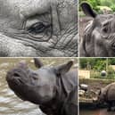 Meet the adorable one-horned Rhino - a gentle giant who loves to play