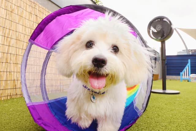 Shark is supporting Battersea Dogs and Cats Home as it celebrates and champions rescue dogs and cats across the UK
