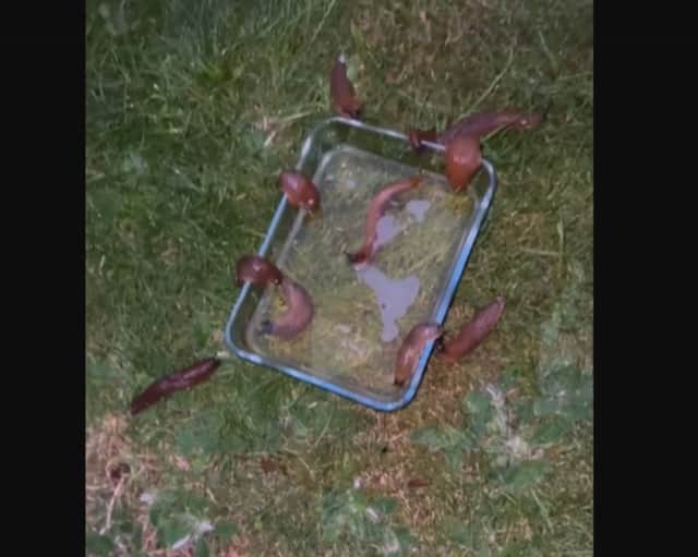 Creepy garden hack: Watch as horde of slugs drown in BEER