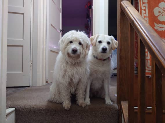 Rupert and Honey are champions at leaving dog hair everywhere