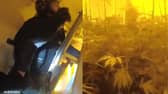 Man hurls soil at police as they find cannabis farm in raid.