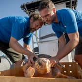 Todd German from SeaLife Scarborough and Scott Blacker from SeaLife Blackpool releasing Nazare a loggerhead sea turtle into the sea off the coast of Horta in the Azores