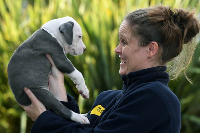 Kelly Walker, the manager at the Dogs Trust Leeds rehoming centre, told me that the team ensure potential adopters have considered the magnitude of their commitment when taking home one of the pups.