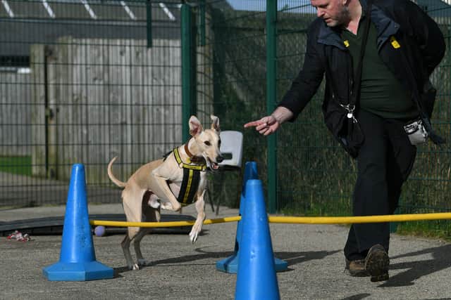 The Dogs Trust Leeds rehoming centre is currently home to 87 pups, including this adorable Lurcher named Rory.