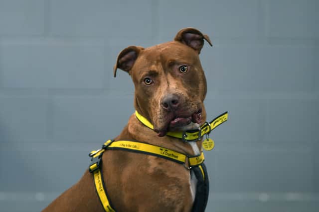 Rolo is an 18-month-old Staffordshire bull terrier cross who arrived at the centre after he’d been found tied to a tree with two broken legs.