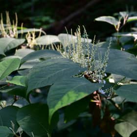 The rapid spread of Japanese knotweed is creating a crisis across the UK