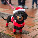 The Dashing Dachshund Christmas & Jingle Paws Tour is back this Christmas.