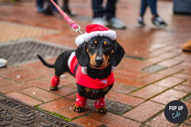 The Dashing Dachshund Christmas & Jingle Paws Tour is back this Christmas.