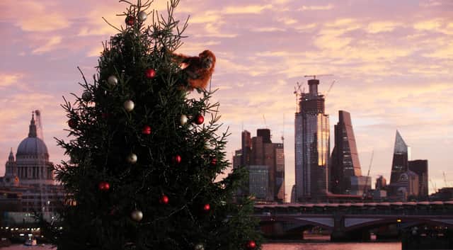 An ultra-realistic animatronic orangutan climbs a 20ft Christmas Tree at Coin Street Observation Point, London to highlight the threat to the survival of the species due to deforestation caused by palm-oil production, following Iceland's Christmas advert being banned.