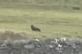 Footage shows a suspected big cat sitting in a field near the town of Askrigg, North Yorkshire.