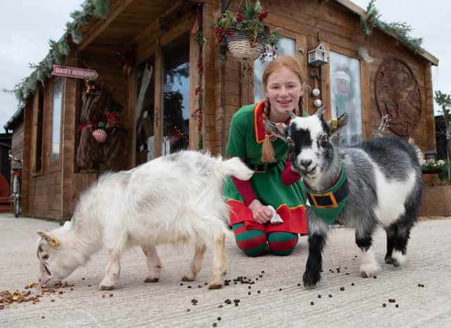 Lottie, a volunteer elf, with Tommy and Tuppence the goats