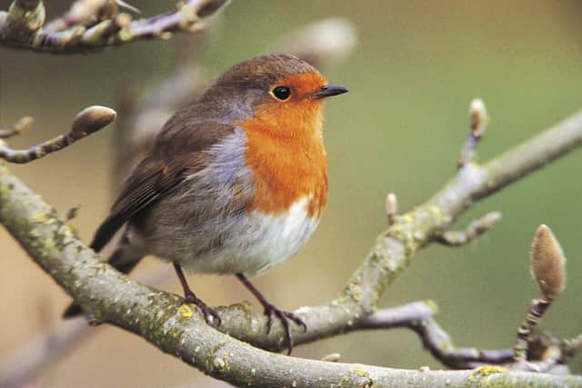 If birds don't feel safe in your garden, they won't want to hang around