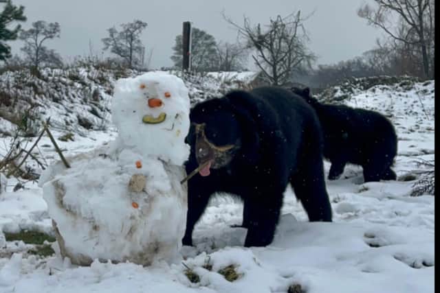 Andean bears at Knowsley.