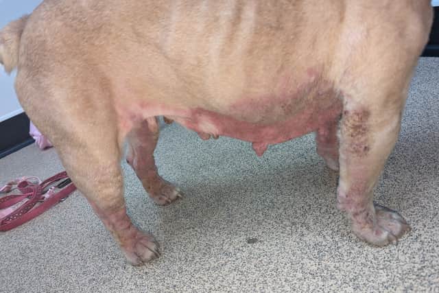 Cookie's ribs, lumbar vertebrae, and pelvic bones were easily visible, and she had extensive skin lesions affecting her face, ears, trunk, and legs.