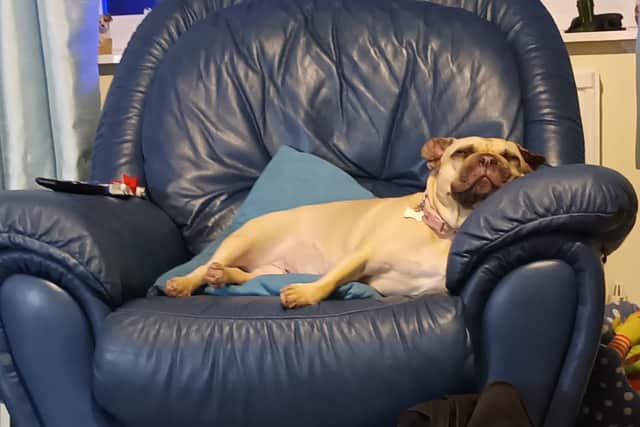 Cookie and two other dogs in Barker's care have been rehomed.