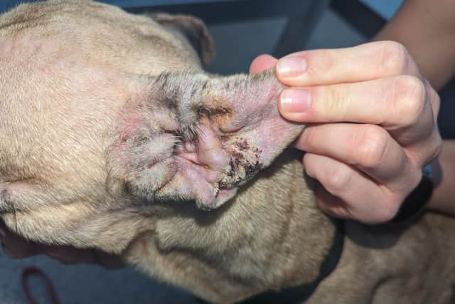 Cookie suffered from multiple infections and skin conditions.