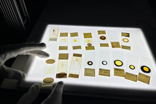 The collection also includes slides containing spiders and insects from around the world, carefully preserved more than a century ago.