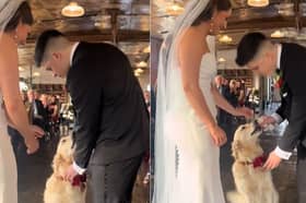 The Golden Retriever arrives at the bride and groom with the ring.
