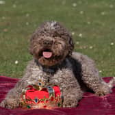 Lagotto Romagnolo Savvy at the launch of Crufts 2025