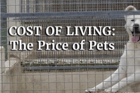 Photo of a dog in a kennel