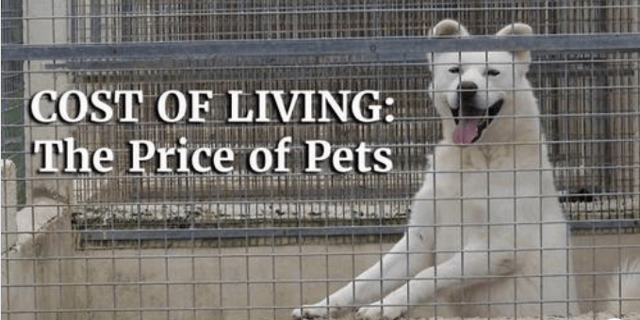 Photo of a dog in a kennel