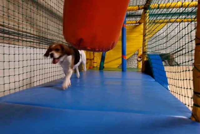 Beagles go barking mad at Soft Paws doggy play centre