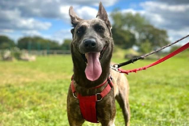 Mia the Dutch Shepherd.