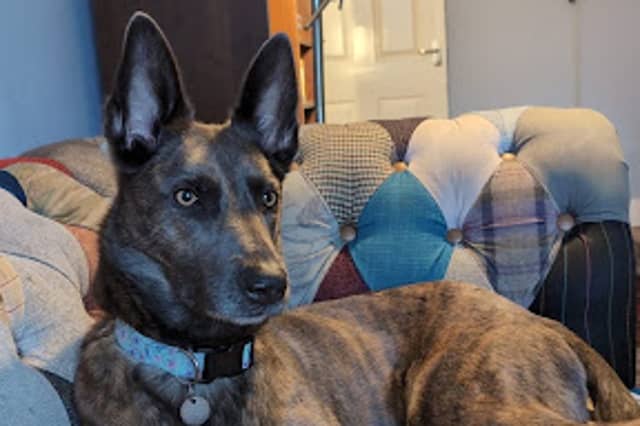 Mia the Dutch Shepherd.