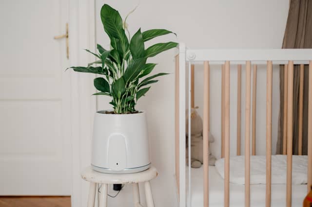 The Natede Smart uses the power of plants to clean up the air in your home