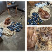12-year-old Cavalier King Charles Spaniel ‘Oreo’ was left in severe pain and had to be put to sleep.