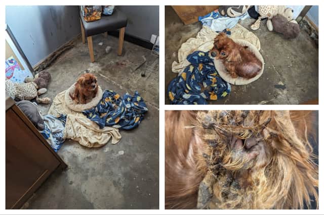 12-year-old Cavalier King Charles Spaniel ‘Oreo’ was left in severe pain and had to be put to sleep.