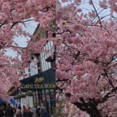 Beautiful blossom trees in Ilkley, Yorkshire.