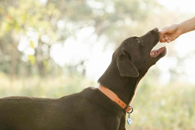Easter eggs can be potentially fatal if eaten by our dogs/