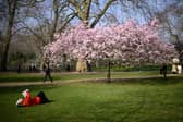 A woman lays near to a blooming cherry blossom tree, as she reads her book.
